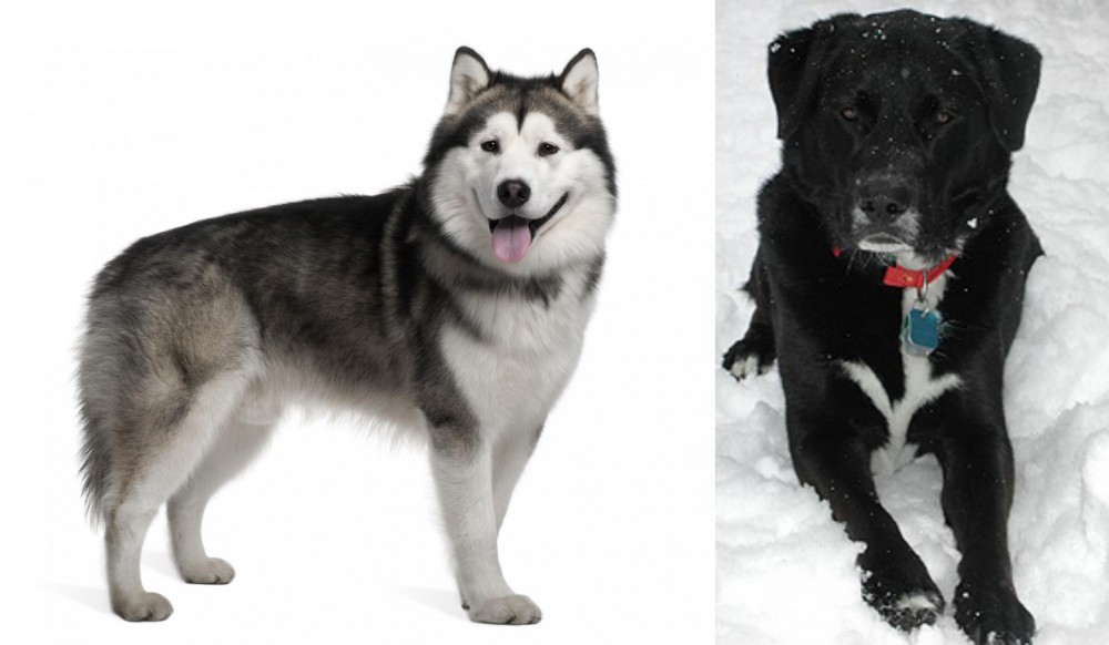 St. John's Water Dog vs Alaskan Malamute - Breed Comparison