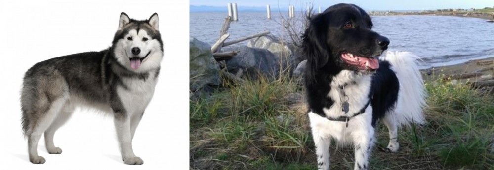 Stabyhoun vs Alaskan Malamute - Breed Comparison