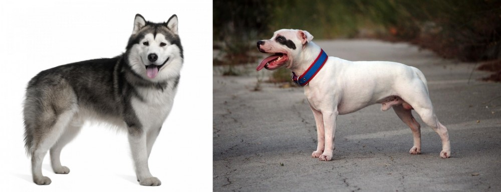 Staffordshire Bull Terrier vs Alaskan Malamute - Breed Comparison