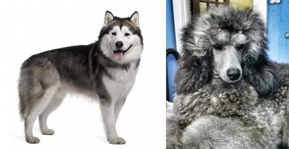 Standard Poodle vs Alaskan Malamute - Breed Comparison