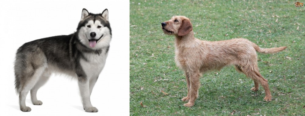 Styrian Coarse Haired Hound vs Alaskan Malamute - Breed Comparison