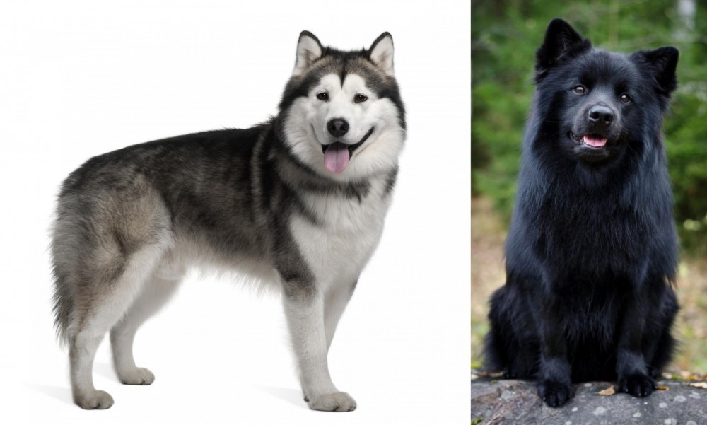 Swedish Lapphund vs Alaskan Malamute - Breed Comparison