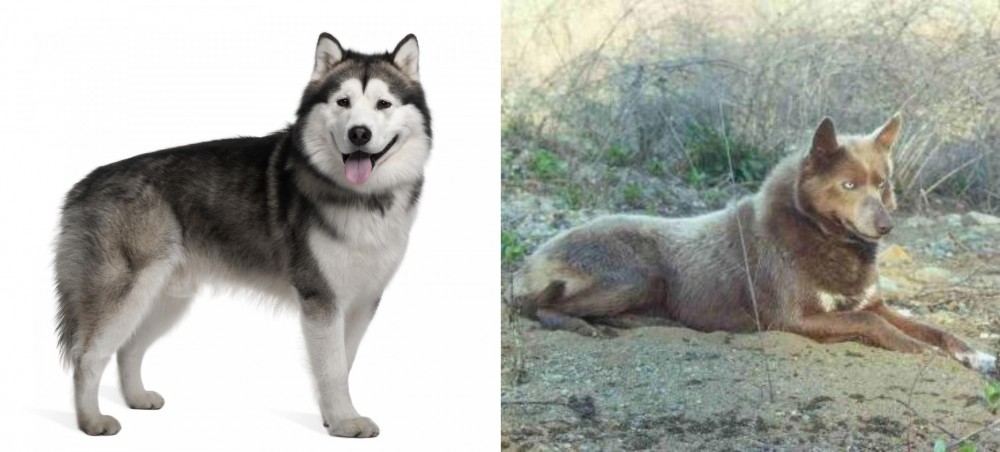 Tahltan Bear Dog vs Alaskan Malamute - Breed Comparison