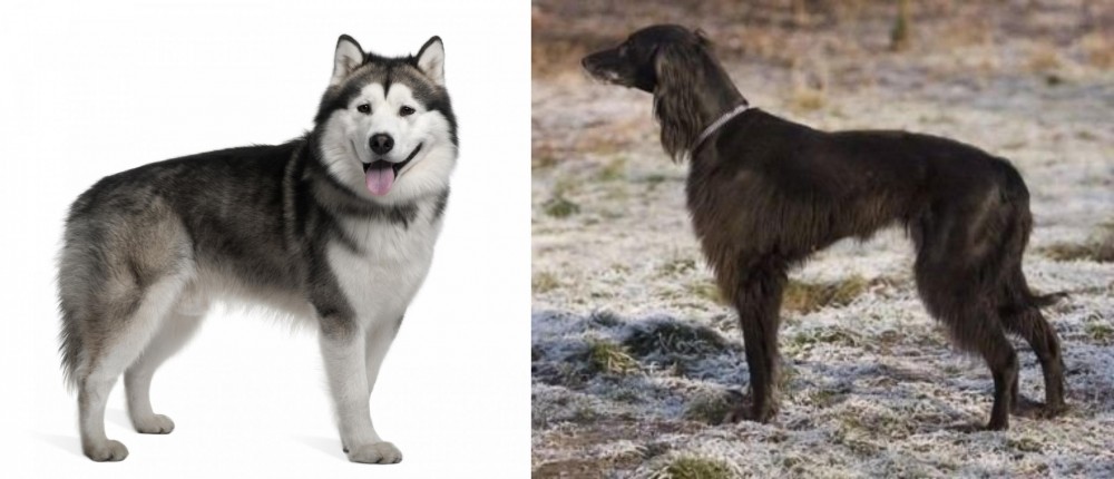 Taigan vs Alaskan Malamute - Breed Comparison