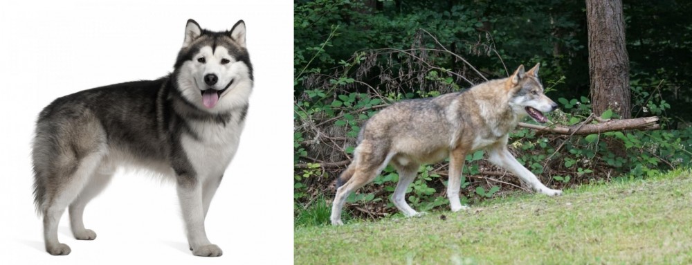 Tamaskan vs Alaskan Malamute - Breed Comparison