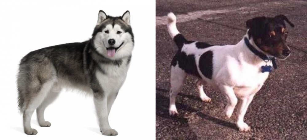 Teddy Roosevelt Terrier vs Alaskan Malamute - Breed Comparison