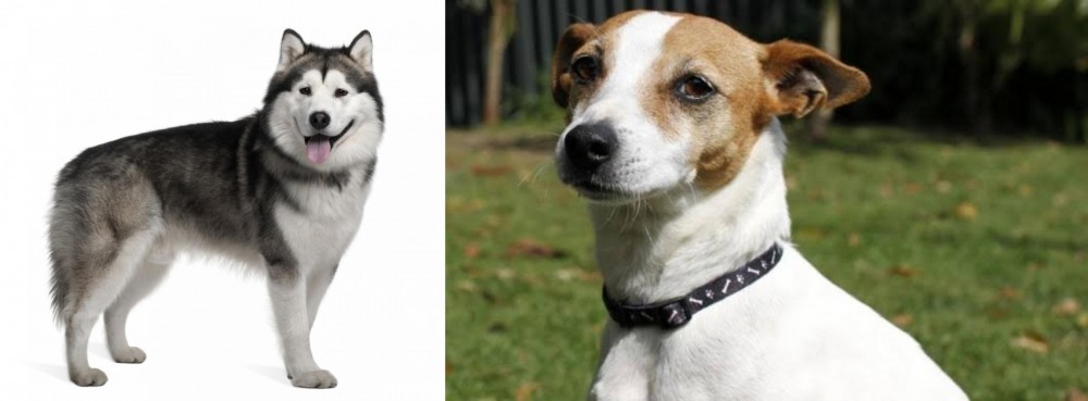 Tenterfield Terrier vs Alaskan Malamute - Breed Comparison