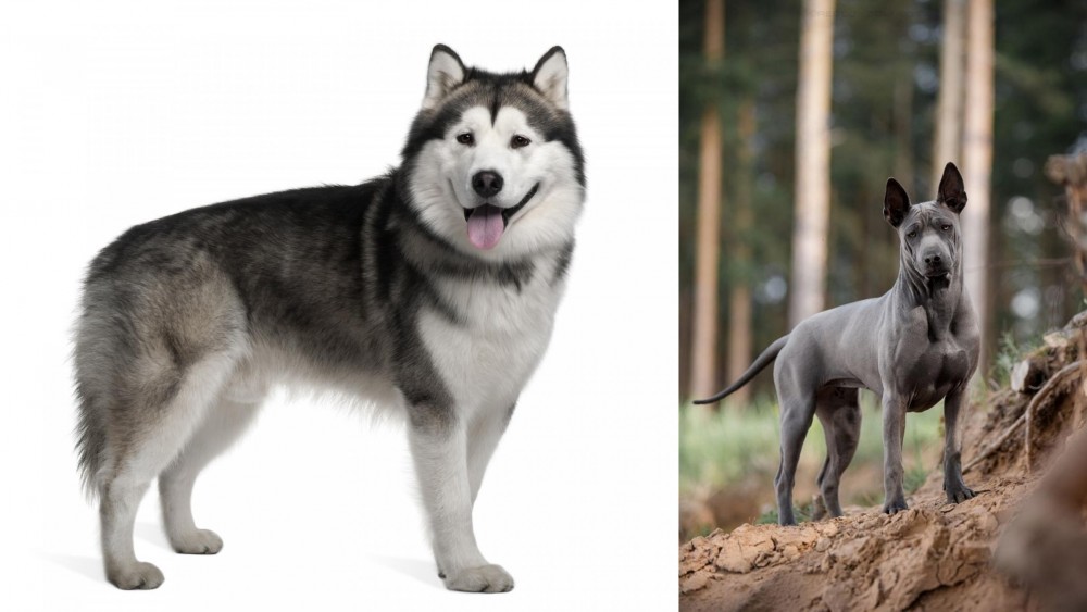 Thai Ridgeback vs Alaskan Malamute - Breed Comparison