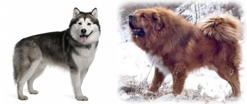 Tibetan Kyi Apso vs Alaskan Malamute - Breed Comparison