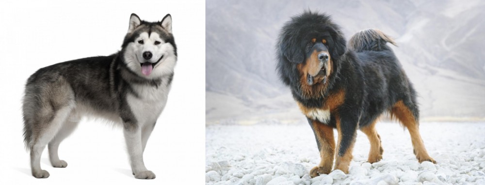 Tibetan Mastiff vs Alaskan Malamute - Breed Comparison