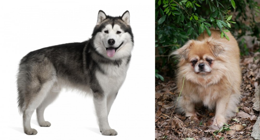 Tibetan Spaniel vs Alaskan Malamute - Breed Comparison