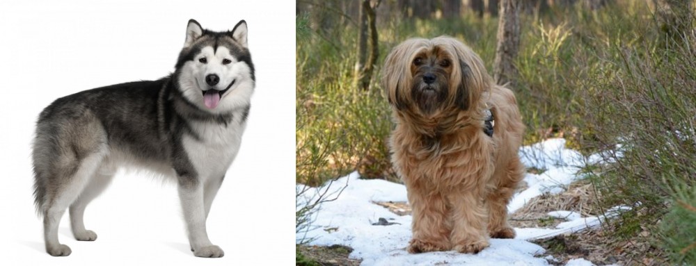 Tibetan Terrier vs Alaskan Malamute - Breed Comparison