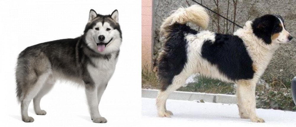 Tornjak vs Alaskan Malamute - Breed Comparison
