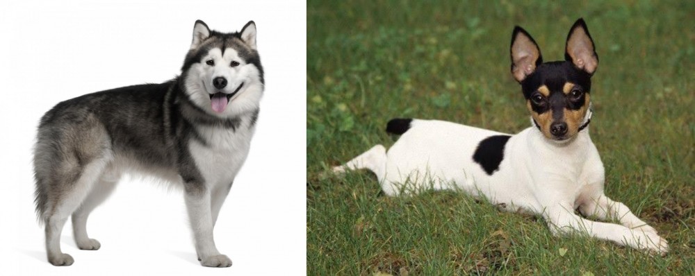 Toy Fox Terrier vs Alaskan Malamute - Breed Comparison