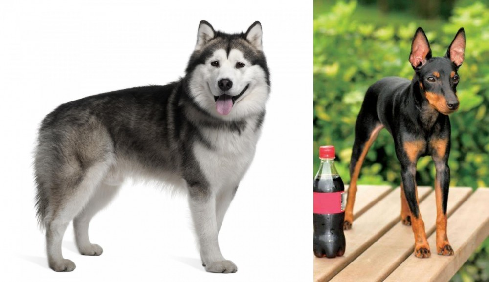 Toy Manchester Terrier vs Alaskan Malamute - Breed Comparison