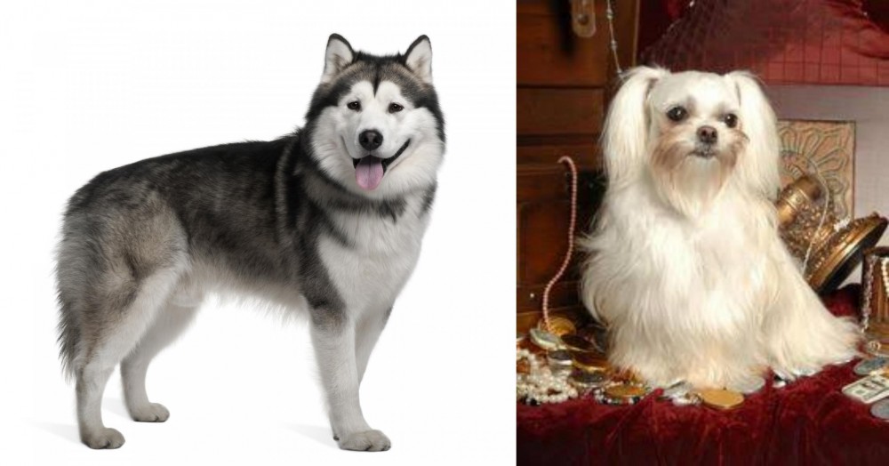 Toy Mi-Ki vs Alaskan Malamute - Breed Comparison
