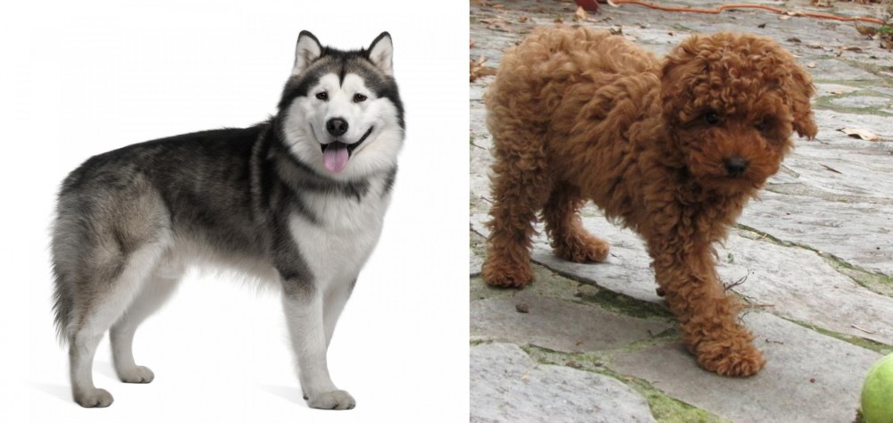 Toy Poodle vs Alaskan Malamute - Breed Comparison