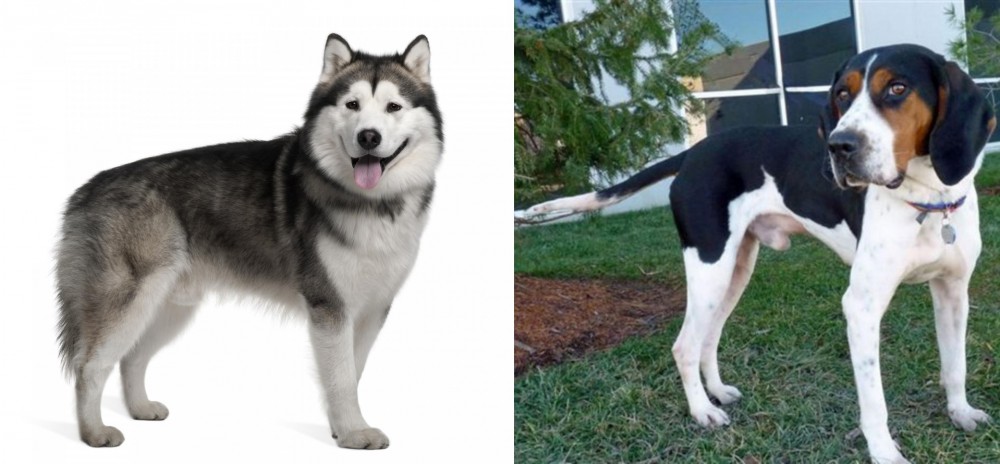 Treeing Walker Coonhound vs Alaskan Malamute - Breed Comparison