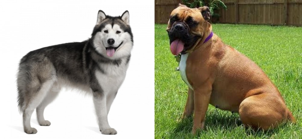 Valley Bulldog vs Alaskan Malamute - Breed Comparison