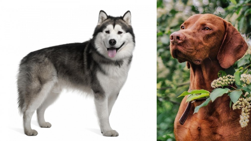 Vizsla vs Alaskan Malamute - Breed Comparison