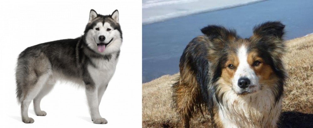 Welsh Sheepdog vs Alaskan Malamute - Breed Comparison