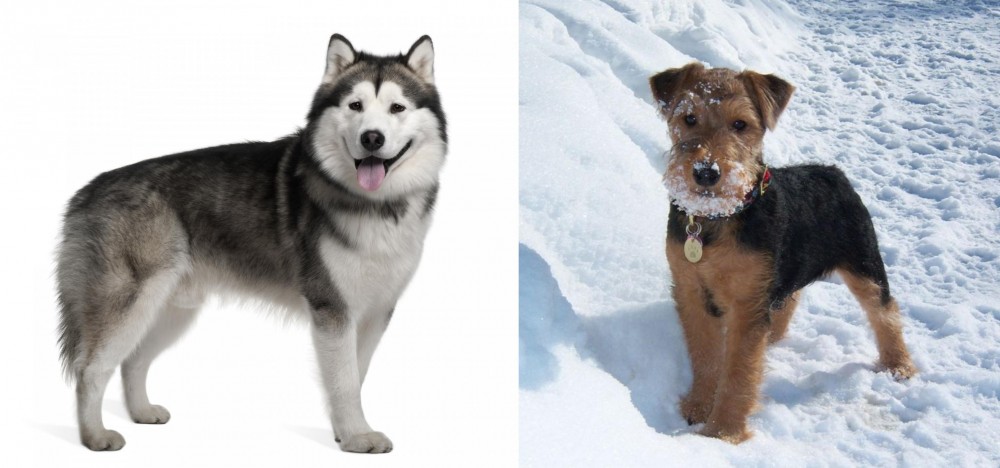Welsh Terrier vs Alaskan Malamute - Breed Comparison