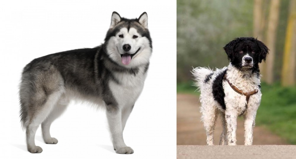Wetterhoun vs Alaskan Malamute - Breed Comparison