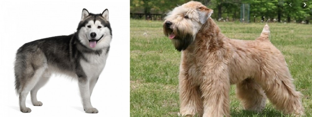 Wheaten Terrier vs Alaskan Malamute - Breed Comparison