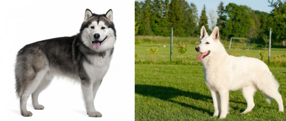 White Shepherd vs Alaskan Malamute - Breed Comparison
