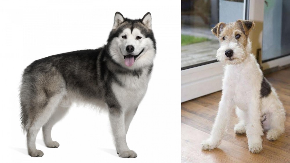 Wire Fox Terrier vs Alaskan Malamute - Breed Comparison