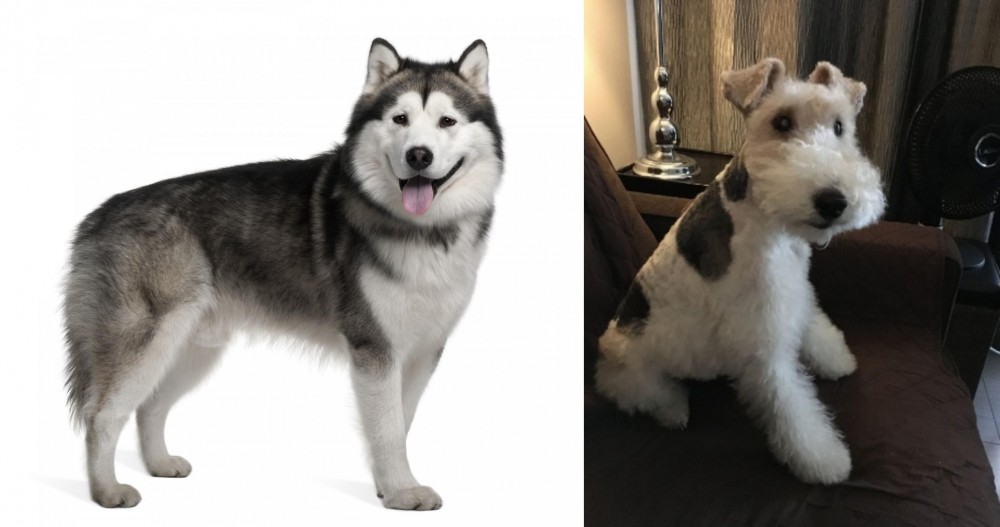 Wire Haired Fox Terrier vs Alaskan Malamute - Breed Comparison