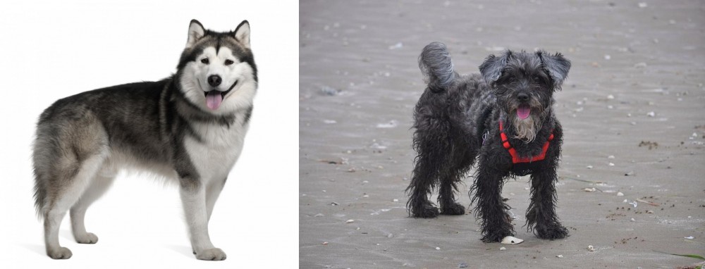 YorkiePoo vs Alaskan Malamute - Breed Comparison