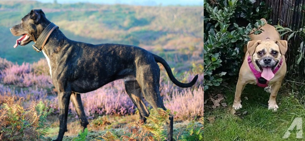 Beabull vs Alaunt - Breed Comparison