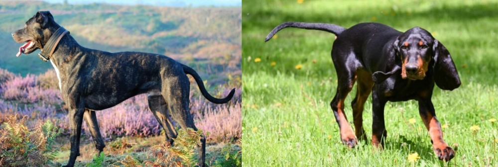 Black and Tan Coonhound vs Alaunt - Breed Comparison