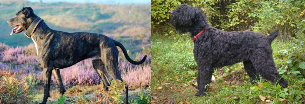 Black Russian Terrier vs Alaunt - Breed Comparison