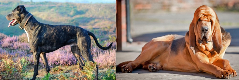 Bloodhound vs Alaunt - Breed Comparison