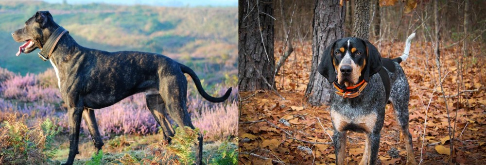 Bluetick Coonhound vs Alaunt - Breed Comparison