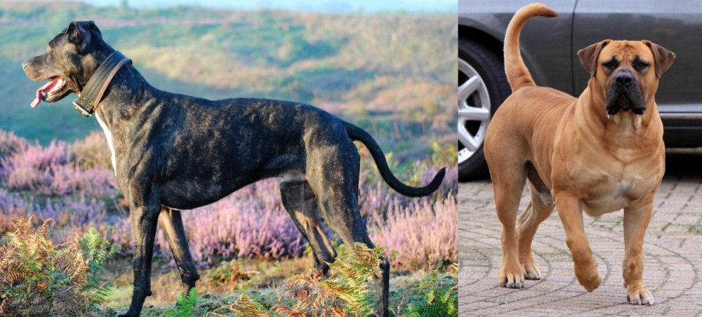 Boerboel vs Alaunt - Breed Comparison