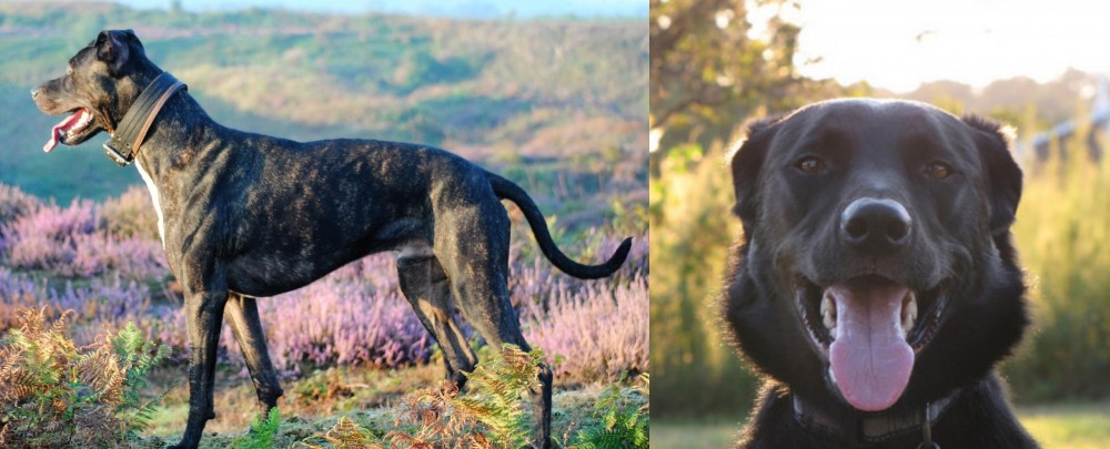 Borador vs Alaunt - Breed Comparison