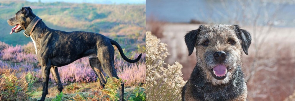 Border Terrier vs Alaunt - Breed Comparison