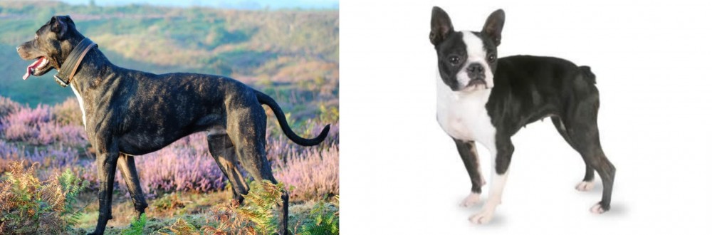 Boston Terrier vs Alaunt - Breed Comparison