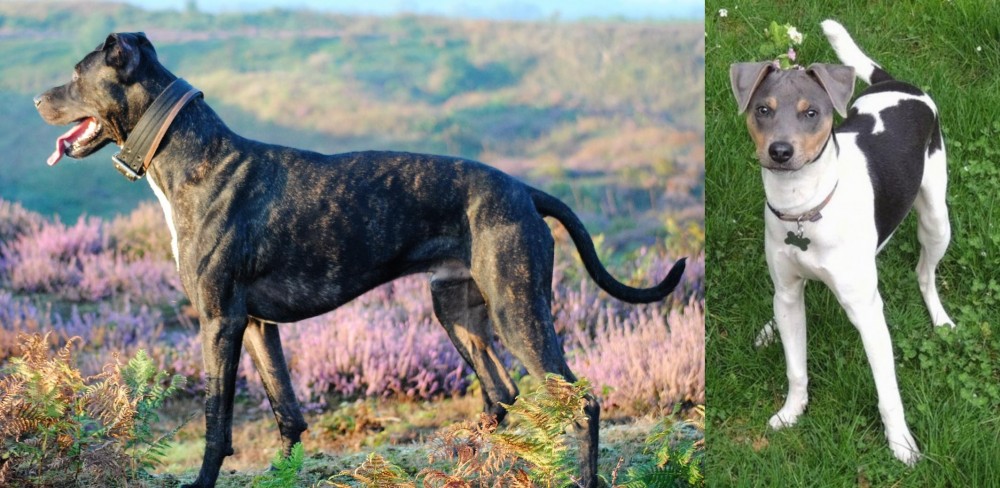 Brazilian Terrier vs Alaunt - Breed Comparison
