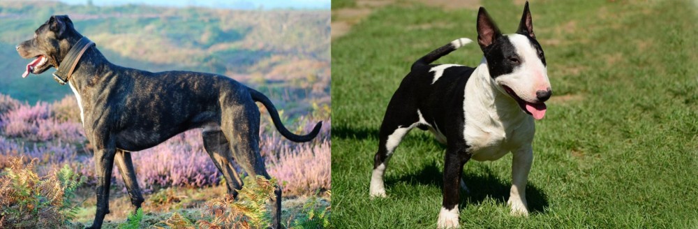 Bull Terrier Miniature vs Alaunt - Breed Comparison