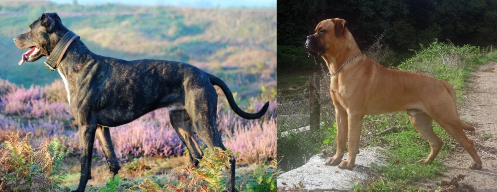 Bullmastiff vs Alaunt - Breed Comparison