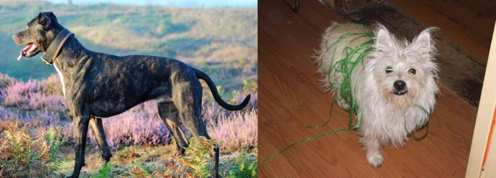 Cairland Terrier vs Alaunt - Breed Comparison