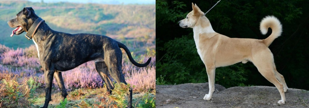 Canaan Dog vs Alaunt - Breed Comparison