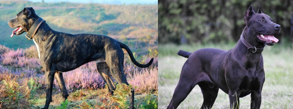 Canis Panther vs Alaunt - Breed Comparison