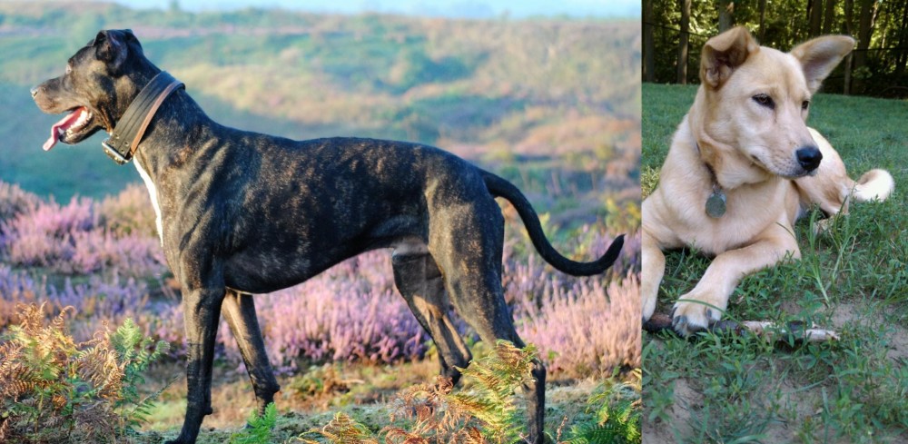 Carolina Dog vs Alaunt - Breed Comparison