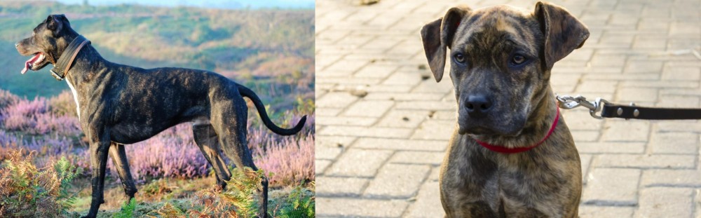 Catahoula Bulldog vs Alaunt - Breed Comparison