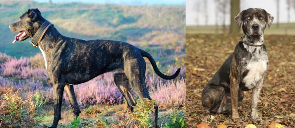 Catahoula Leopard vs Alaunt - Breed Comparison